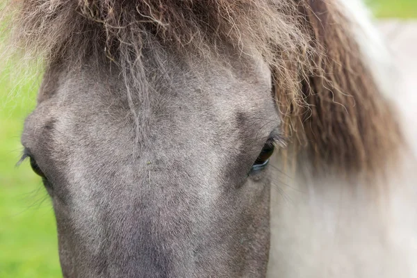 Серый Исландский Конь Крупный План Головы Глаза — стоковое фото