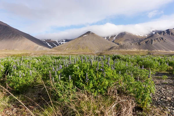 Islandlandschaft Mit Bergen Und Lupinenblumen — Stockfoto