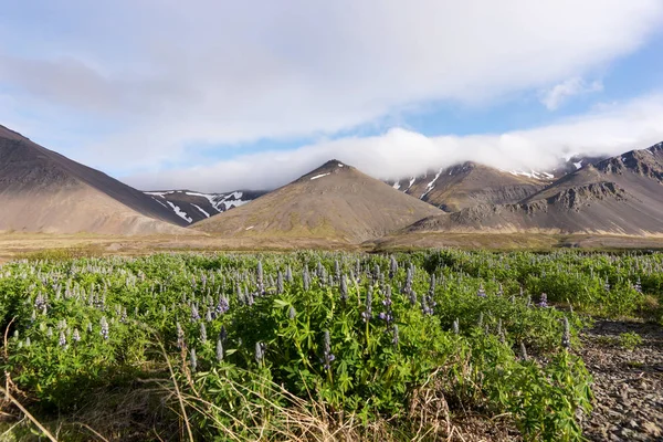 Iceland Landscape Mountains Lupine Flowers Field — Stock Photo, Image