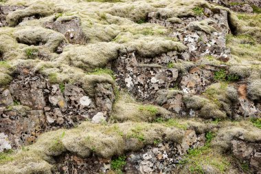 Tipik İzlanda manzara. Yeşil yosun kaplı taşlar