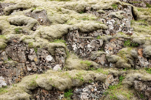 Tipik İzlanda manzara. Yeşil yosun kaplı taşlar