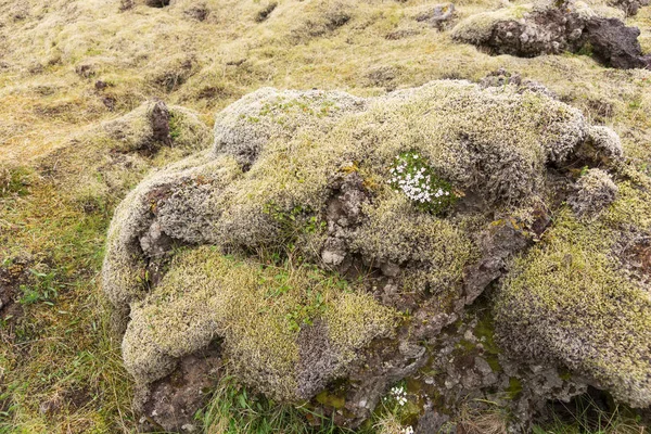 Stenen Bedekt Met Groene Mos Het Ijslandse Landschap — Stockfoto