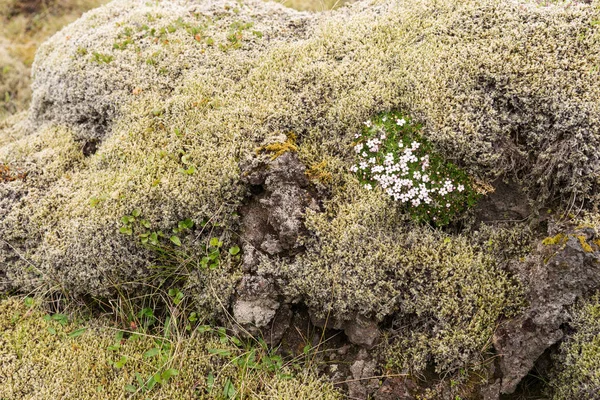 アイスランドの風景の中に緑の苔で覆われている石 — ストック写真