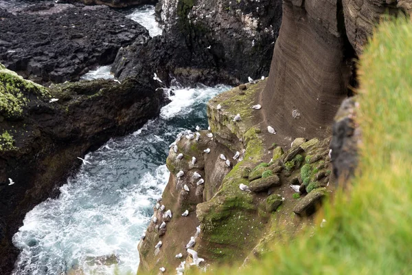 Západní Pobřeží Mořské Útesy Pokryté Racky Islandu — Stock fotografie