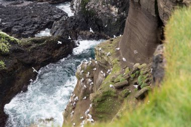 İzlanda'daki martılar West coast deniz kayalıklarla kaplı