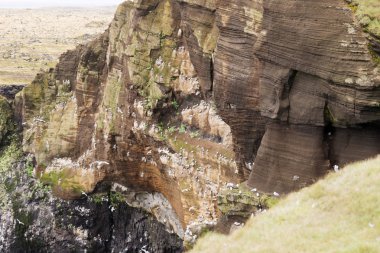İzlanda'daki martılar West coast deniz kayalıklarla kaplı