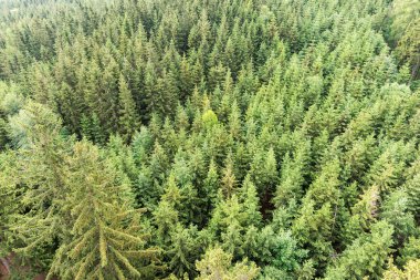 Orman alanı havadan görünümü. Çam, Ladin ormanı yukarıdan