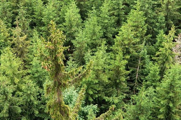 Orman alanı havadan görünümü. Çam, Ladin ormanı yukarıdan
