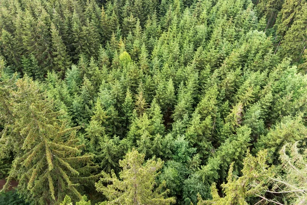 Orman alanı havadan görünümü. Çam, Ladin ormanı yukarıdan