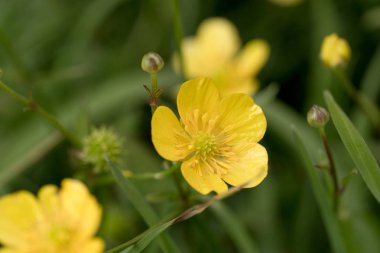 Portre sarı düğün çiçeği çiçek çim. Düğünçiçeği