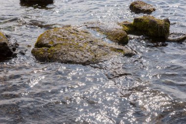 Göle yeşil yosun kaplı taşlar