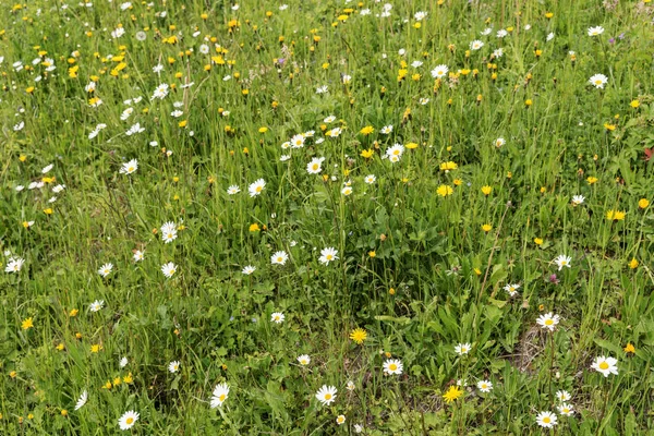 许多野生的白色田洋甘菊或雏菊花与绿草在草地上 — 图库照片