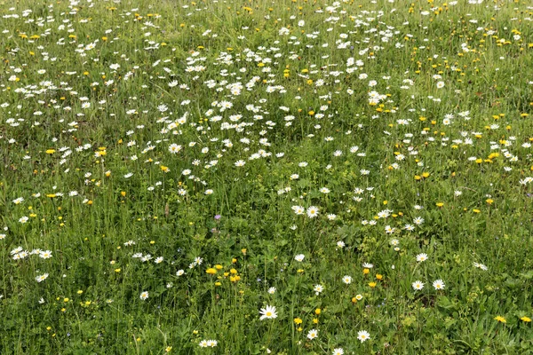 Viele Wilde Weiße Feldkamille Oder Gänseblümchen Mit Grünem Gras Auf — Stockfoto