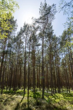 Gün ışığı orman ağaçları. Canlı yeşil orman sayesinde güneş. Orman ışık
