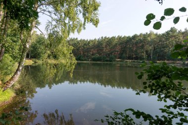 Ağaçlar su yansıması ile güzel orman göl