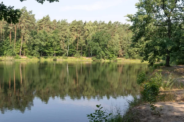 Прекрасне Лісове Озеро Відображенням Дерев Воді — стокове фото