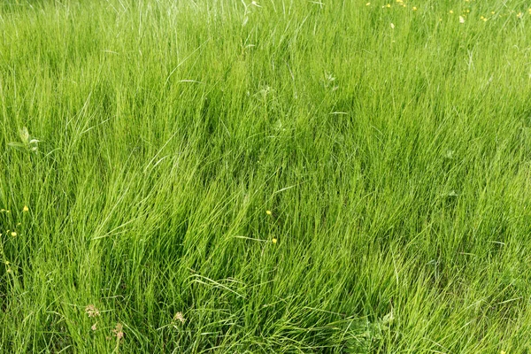 Taze Uzun Otların Yakın Çekim Yeşil Çayır Doğal Arka Plan — Stok fotoğraf