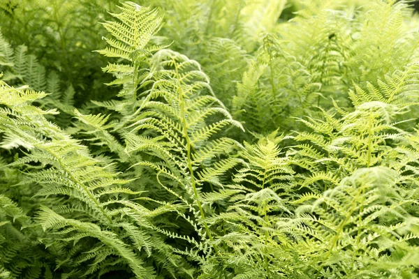 Fern leaves in the forest. Texture of the fern close-up