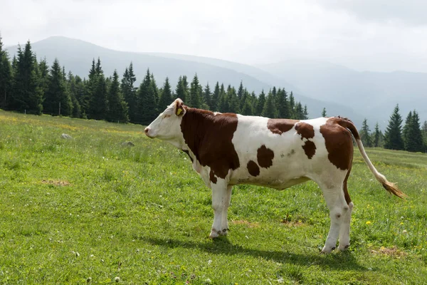 Uma Vaca Bem Alimentada Pasto Nas Montanhas — Fotografia de Stock