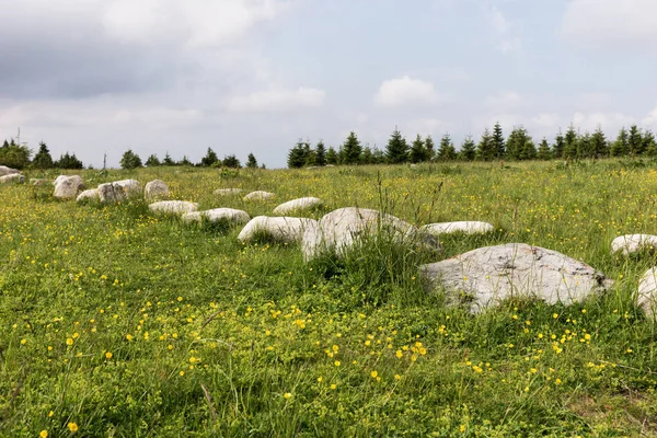 草地上一排大石头 — 图库照片