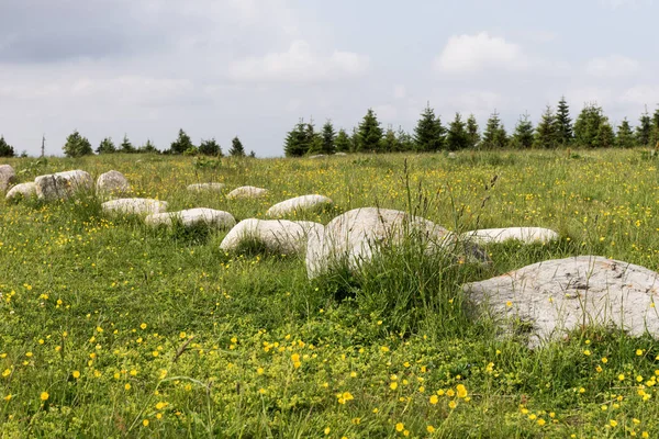 草地上一排大石头 — 图库照片