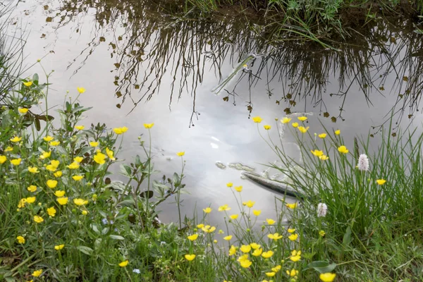 Water puddle on a wild green meadow, natural background