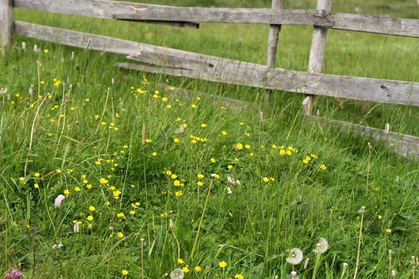 草地上有野花的乡土木栅栏 — 图库照片