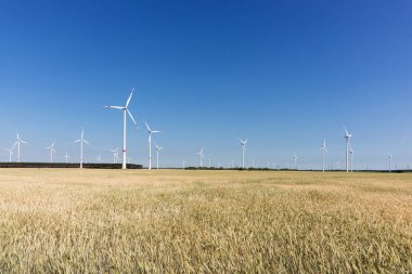 Rüzgar enerjisi türbinleri arkasında bir mısır tarlası mavi gökyüzü altında