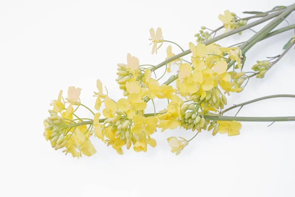 Detail Der Blühenden Rapsraps Oder Raps Lateinisch Brassica Napus Isoliert — Stockfoto