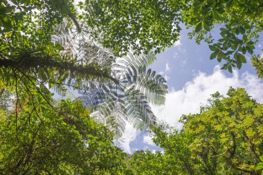 Karayip Dominica ada üzerinde yağmur ormanları