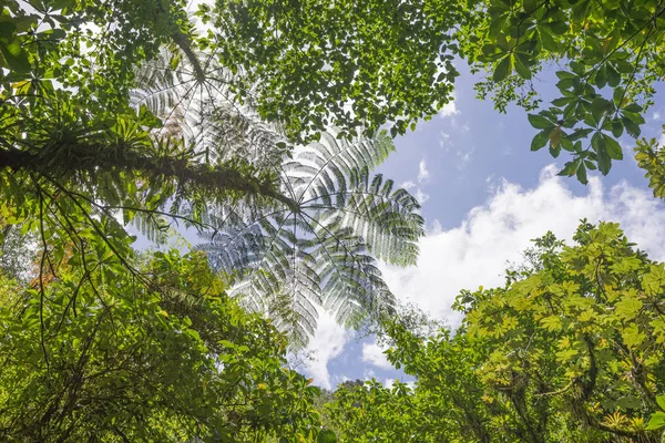 Karayip Dominica ada üzerinde yağmur ormanları