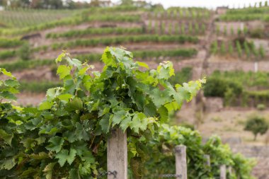 Bağ ile farklı tür-in şarap Saxony, Almanya için
