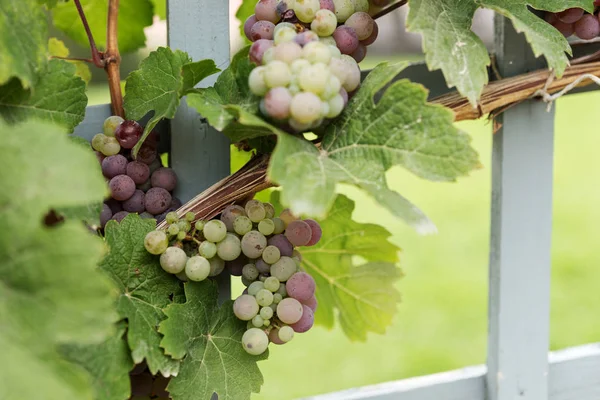 Gros Plan Bouquet Raisins Rouges Sur Vigne Dans Vignoble — Photo