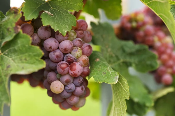 Gros Plan Bouquet Raisins Rouges Sur Vigne Dans Vignoble — Photo