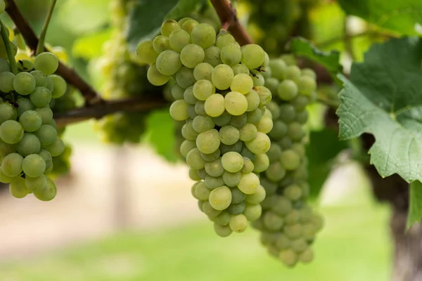 Beaux Raisins Mûrs Sur Vigne Dans Vignoble Aux Feuilles Vertes — Photo