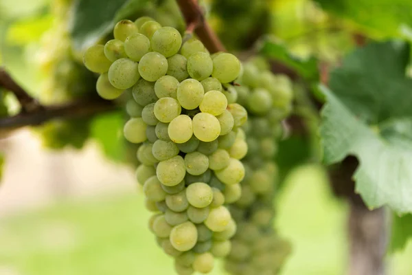 Beaux Raisins Mûrs Sur Vigne Dans Vignoble Aux Feuilles Vertes — Photo