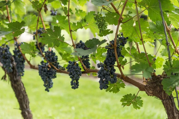 Raisins Vin Rouge Foncé Mûrs Luxuriants Sur Vigne Prêts Pour — Photo