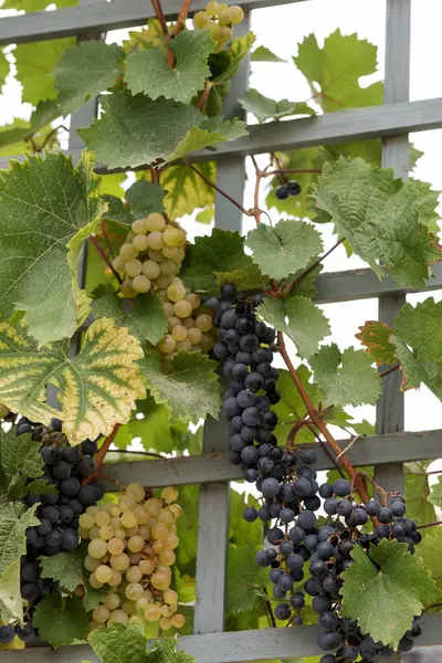 Olgun Yeşil Koyu Kırmızı Şaraplık Üzüm Hasat Için Hazır Üzerinde — Stok fotoğraf
