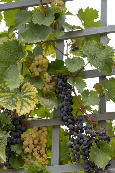 Raisins Vin Vert Mûr Rouge Foncé Sur Vigne Prêts Pour — Photo