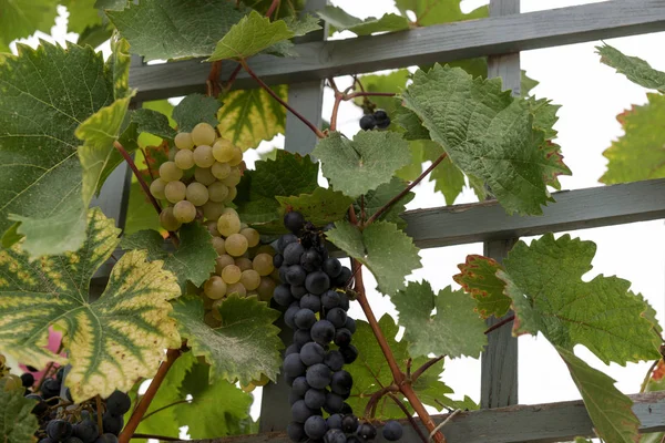 Reife Grüne Und Dunkelrote Weintrauben Rebstock Reif Für Die Ernte — Stockfoto