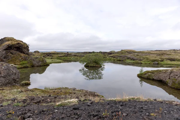 Małe Drzewo Odbicie Wodzie Jezioro Myvatn Północ Islandii — Zdjęcie stockowe