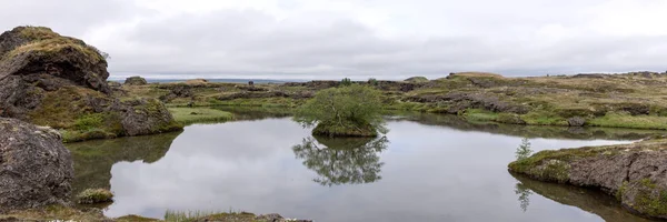 Small tree reflected in the water. Myvatn lake in north of Iceland