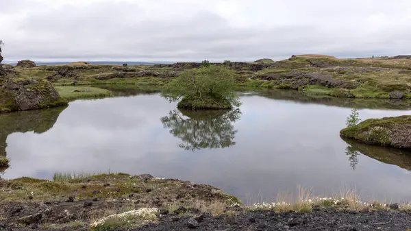 Litet Träd Återspeglas Vattnet Myvatn Sjön Norr Island — Stockfoto