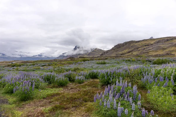 Bela Paisagem Com Montanhas Tremoços Islândia — Fotografia de Stock