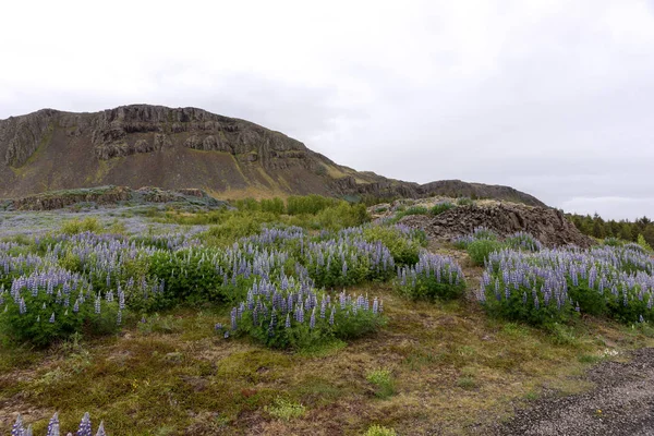 美丽的风景与山和羽扇豆在冰岛 — 图库照片