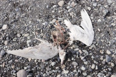 Taşlı sahilde ölü martı. Ölü kuş kapatmak