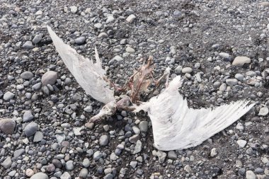 Taşlı sahilde ölü martı. Ölü kuş kapatmak
