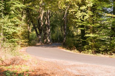 Kırsal yol sonbahar ormanın içinde. Sonbahar manzara
