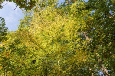 Güneş ışığı altında yaprak döken ağaçların yaprakları. Güneşli bir günde orman