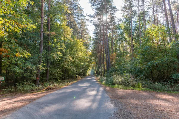 Drumul Rural Pădurea Toamnă Peisaj Toamnă — Fotografie, imagine de stoc